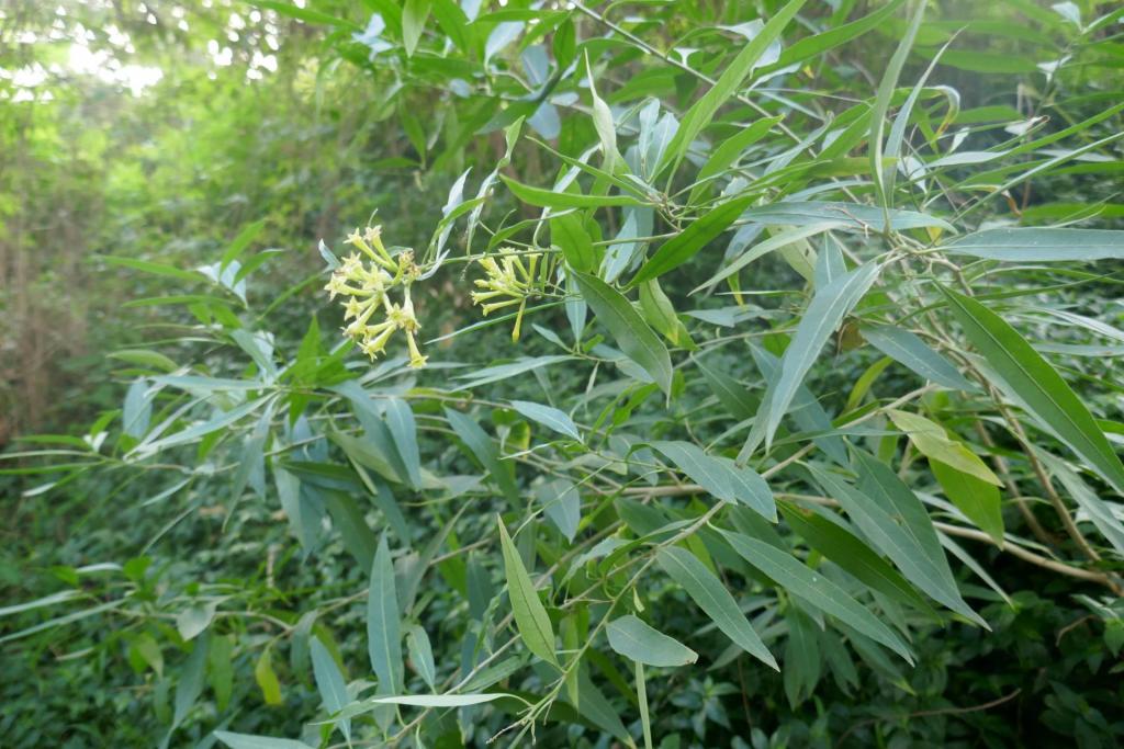 Cestrum parqui.JPG