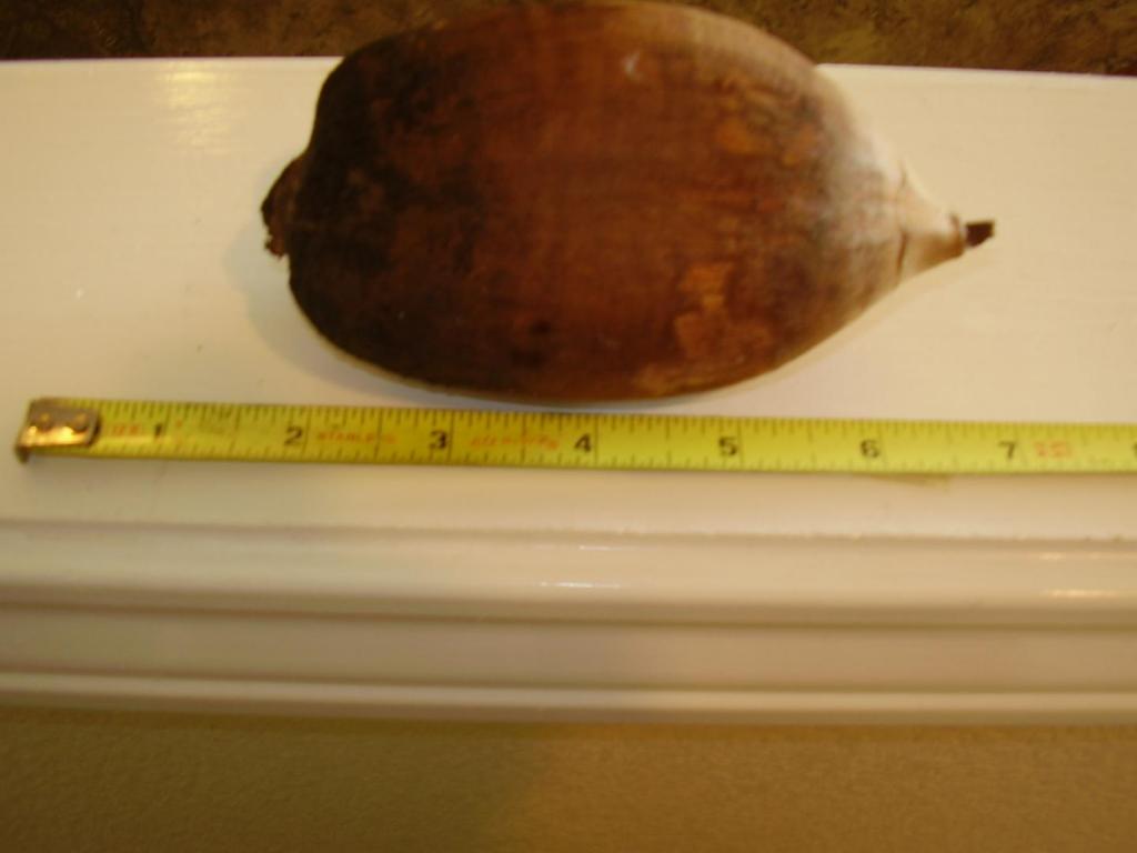 586279587_cohunepalmfruit.thumb.jpg.10ac249108617599e025381514b97f10.jpg