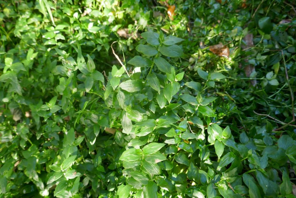 Tradescantia albiflora.JPG