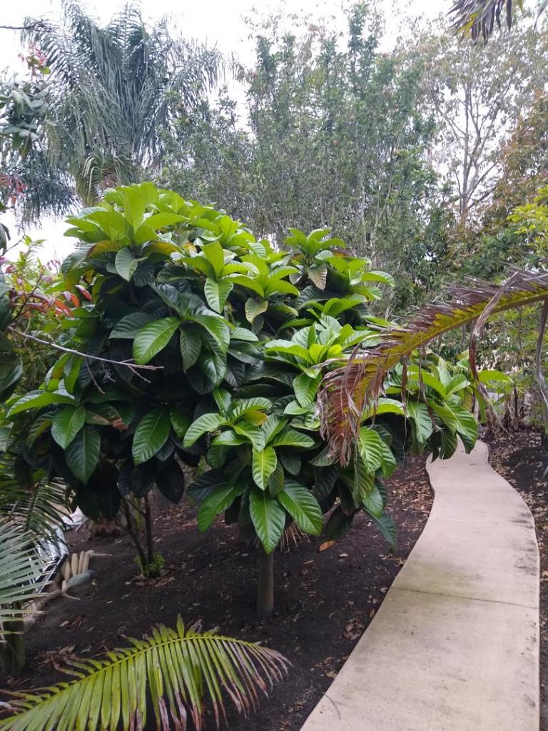 Ficus habrophylla 5g $75 - For Sale - PalmTalk