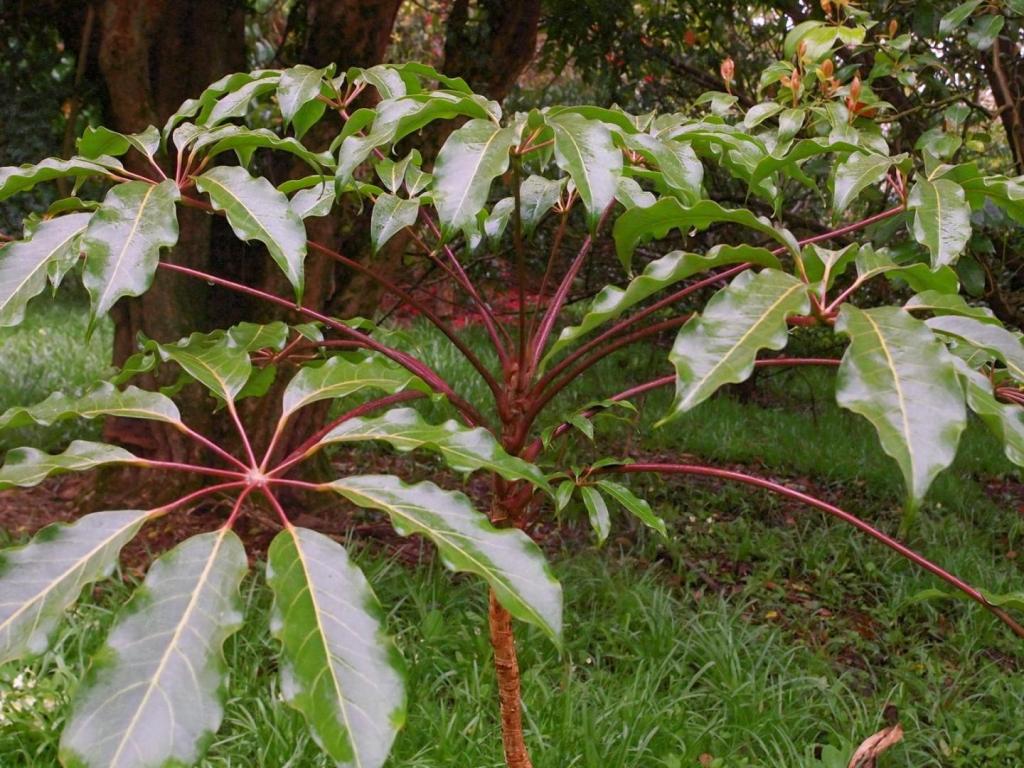 SCHEFFLERA-alpina-web-jungle-1.jpg