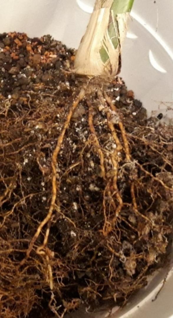 H. forsteriana 15 months of root growth - PALMS IN POTS - PalmTalk