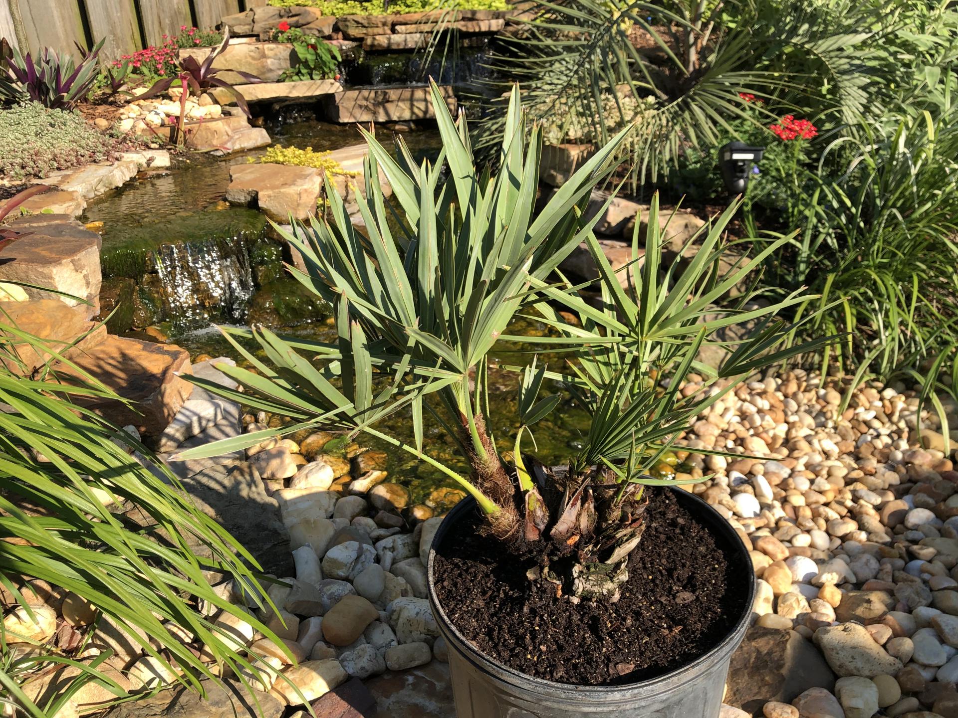 New Serenoa Repens - REHAB! - COLD HARDY PALMS - PalmTalk