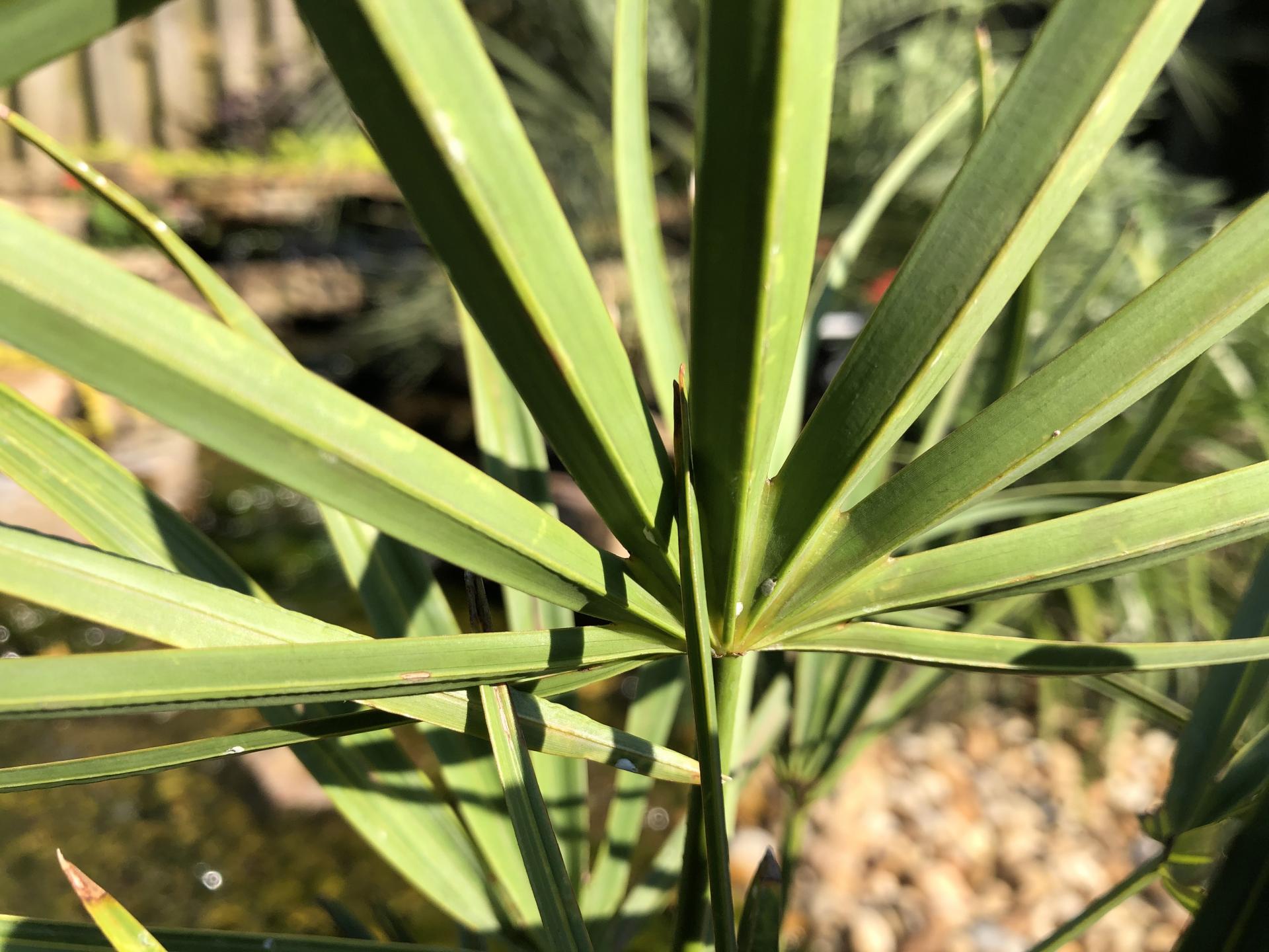 New Serenoa Repens - REHAB! - COLD HARDY PALMS - PalmTalk