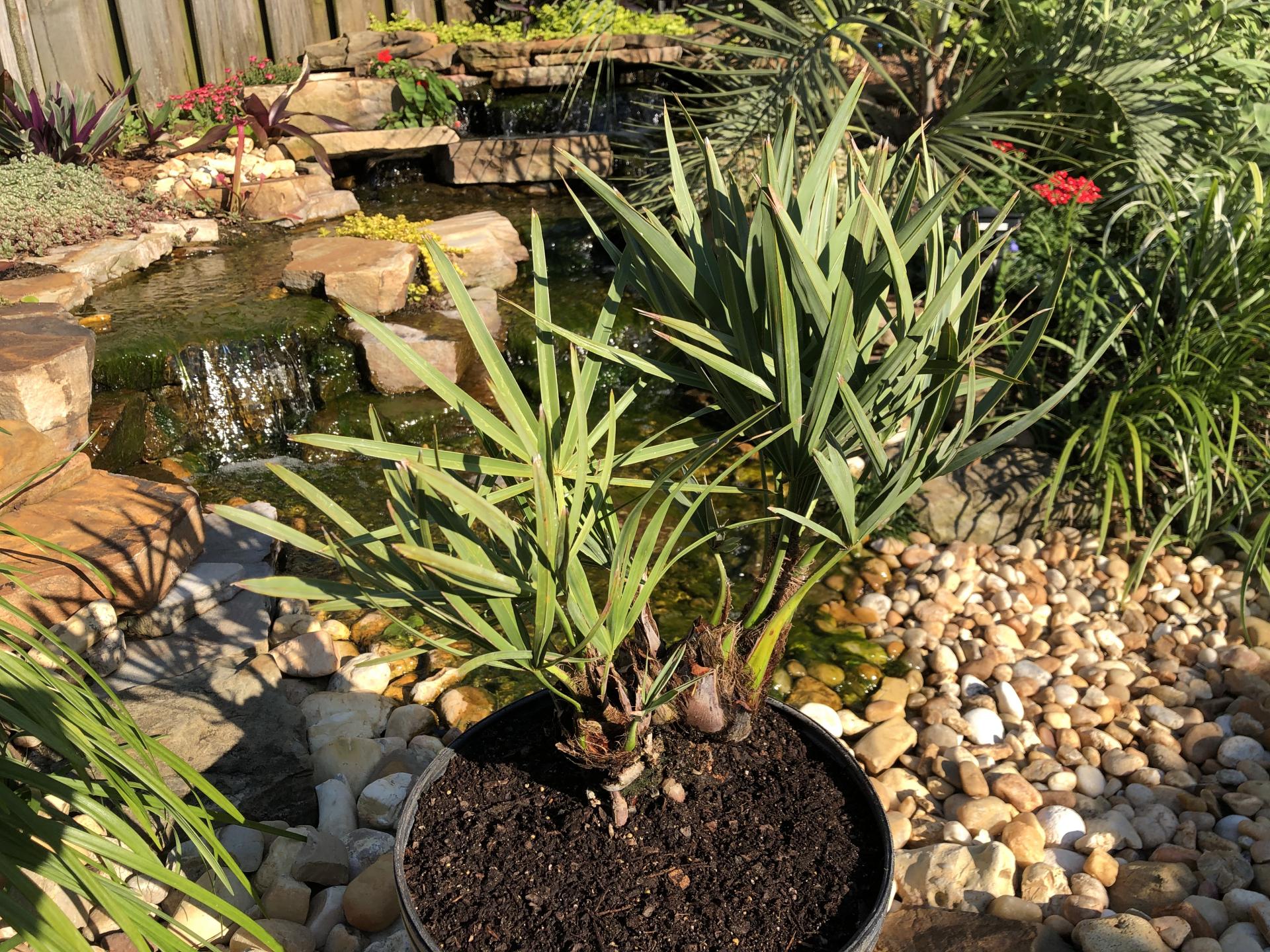 New Serenoa Repens - REHAB! - COLD HARDY PALMS - PalmTalk