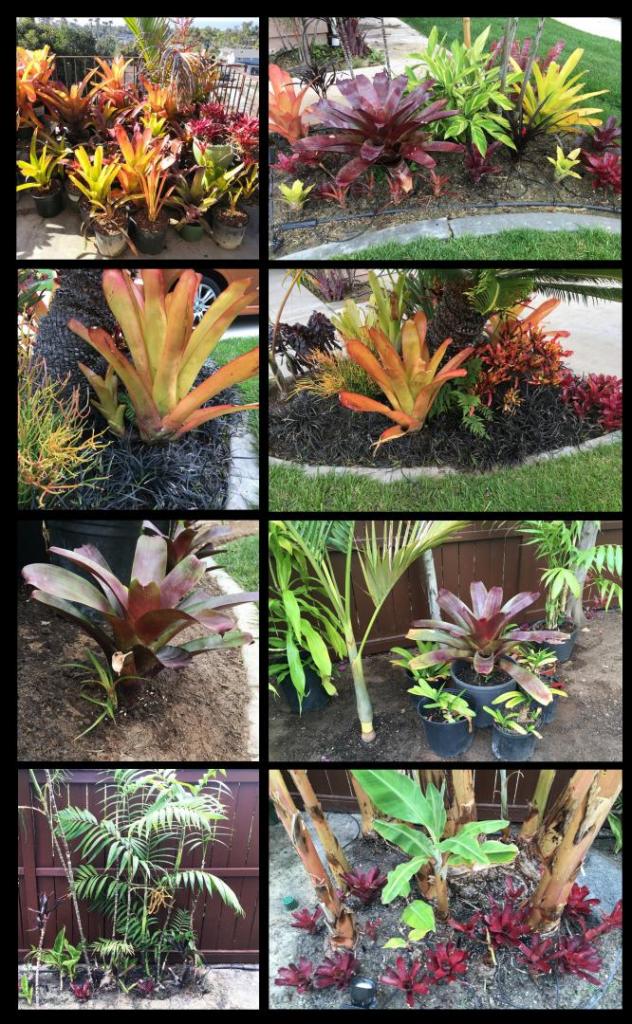 sun-bromeliads.thumb.jpg.cac8fd4f9bef978371c78a71c406f4ff.jpg