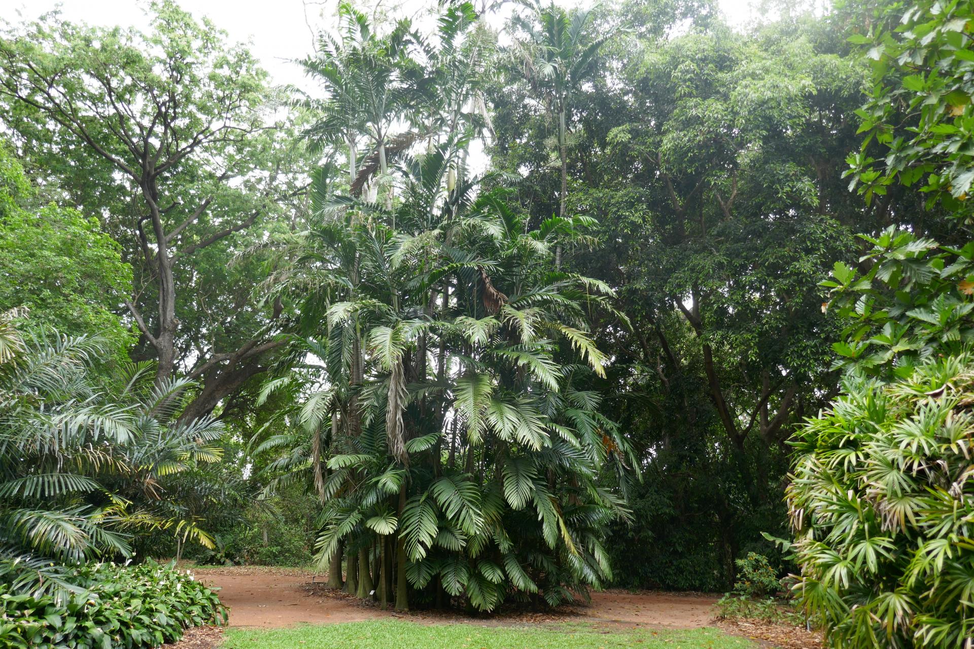 Veitchia montgomeryana and Areca catechu - DISCUSSING PALM TREES ...