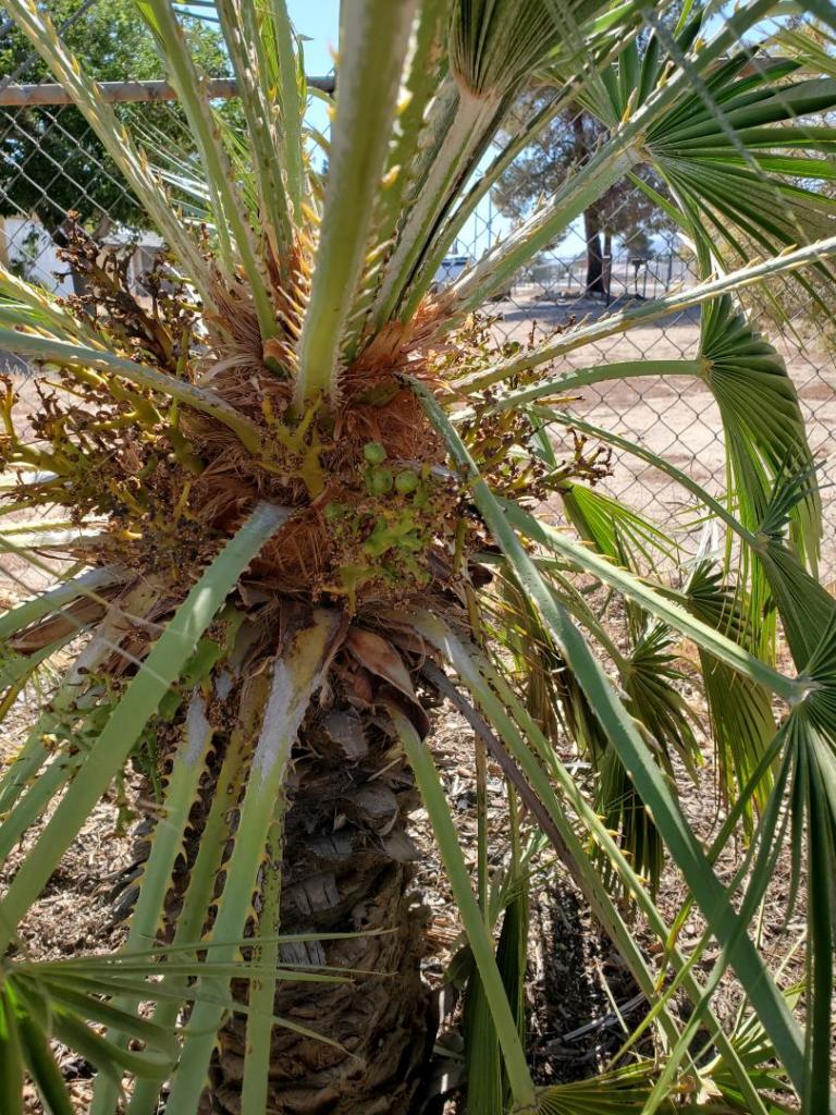 Med fan palm hermaphrodite. - DISCUSSING PALM TREES WORLDWIDE - PalmTalk