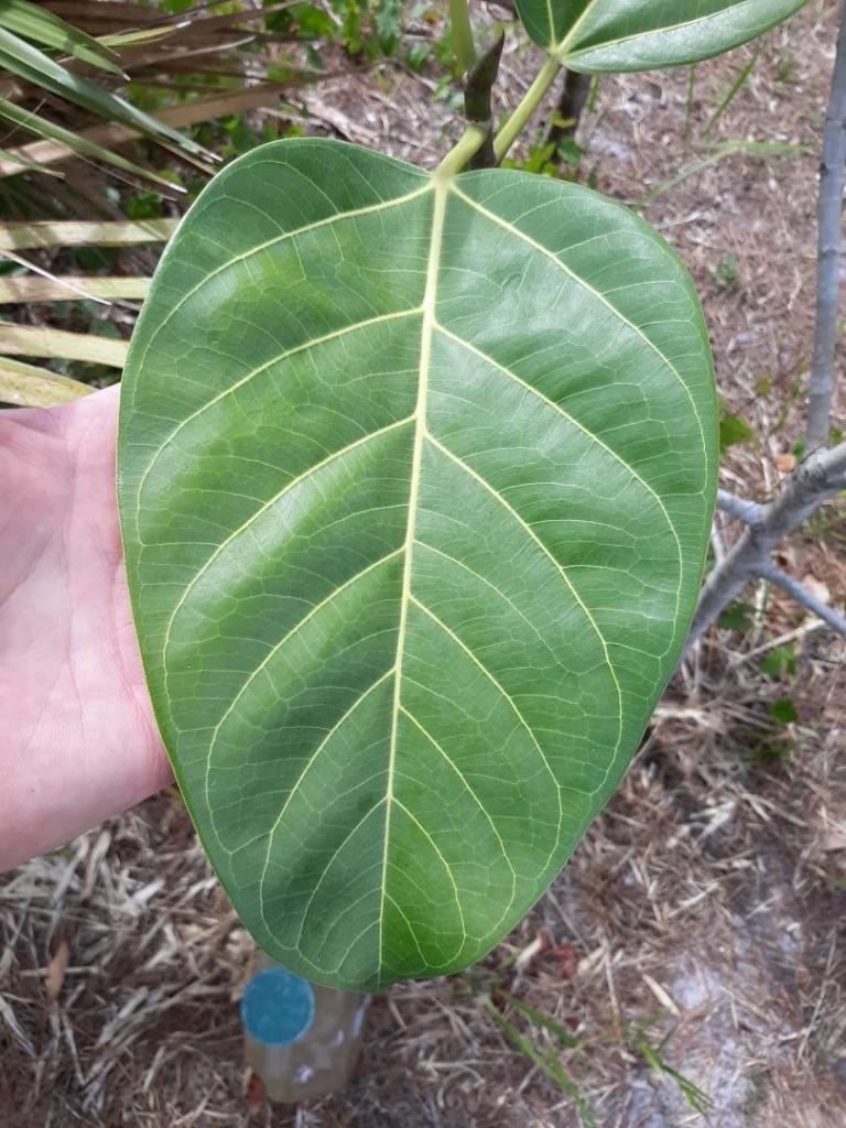 F. beng. leaf - Copy.jpg