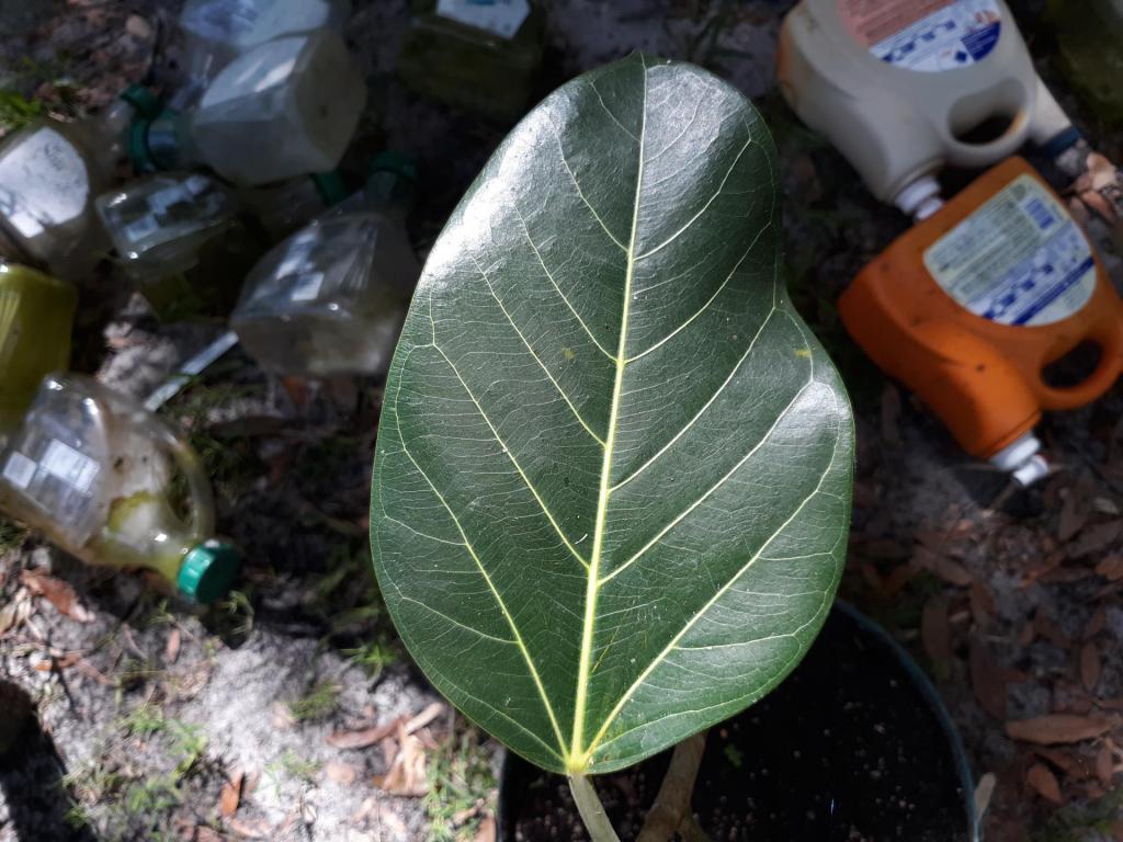 Ficus leaf (new).jpg