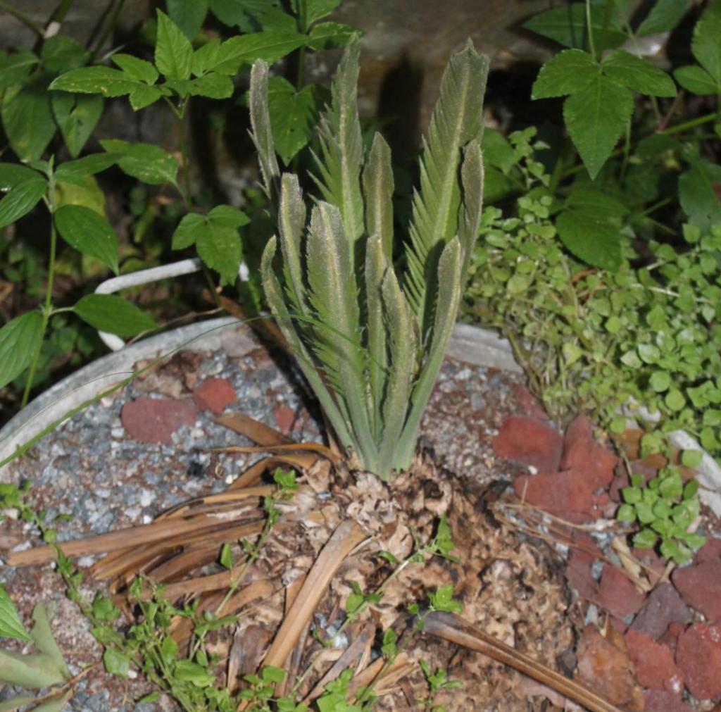 Dioon  angustifolium2.jpg