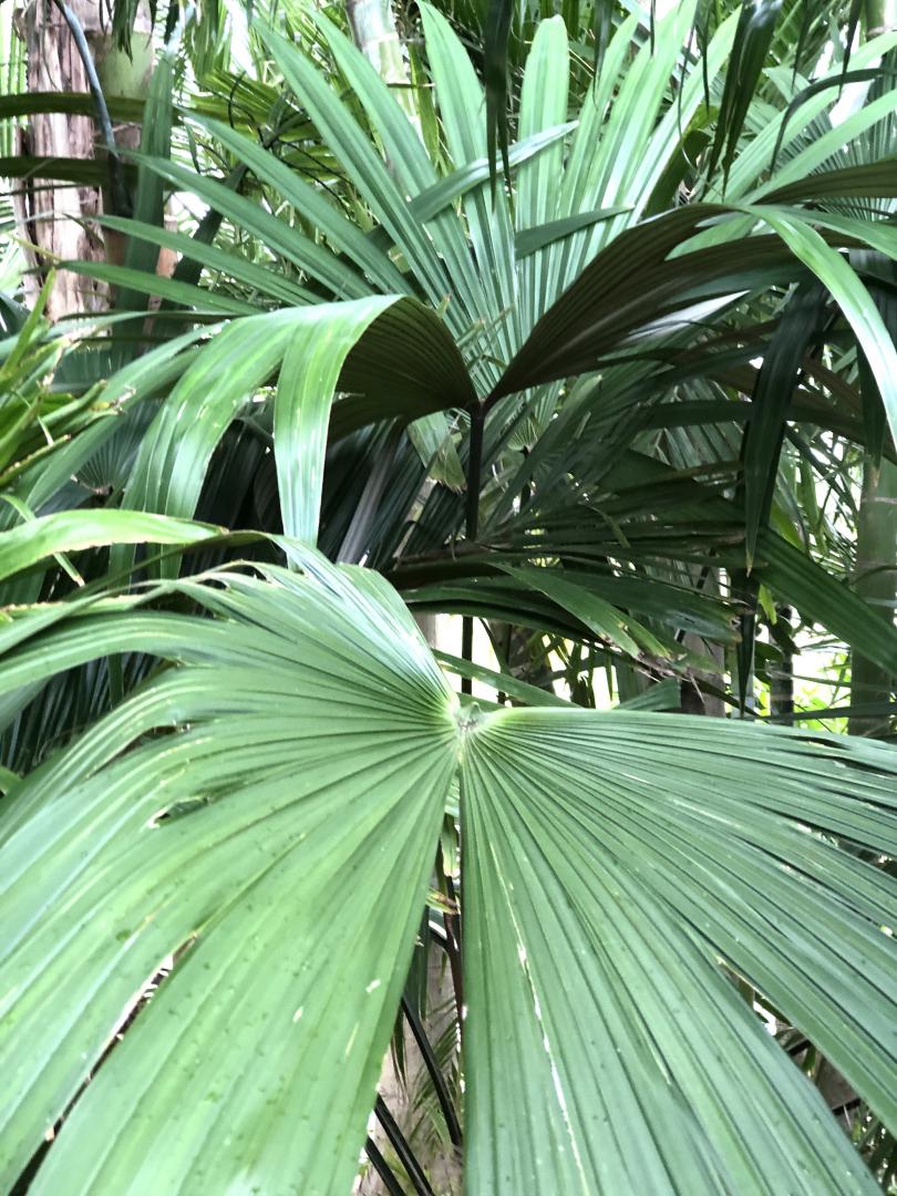 Two Unusual Flowering/Seeding Palms - DISCUSSING PALM TREES WORLDWIDE ...