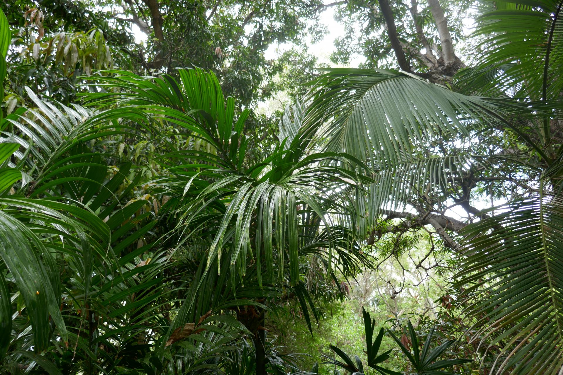 Veitchia Montgomeryana And Areca Catechu - Discussing Palm Trees 