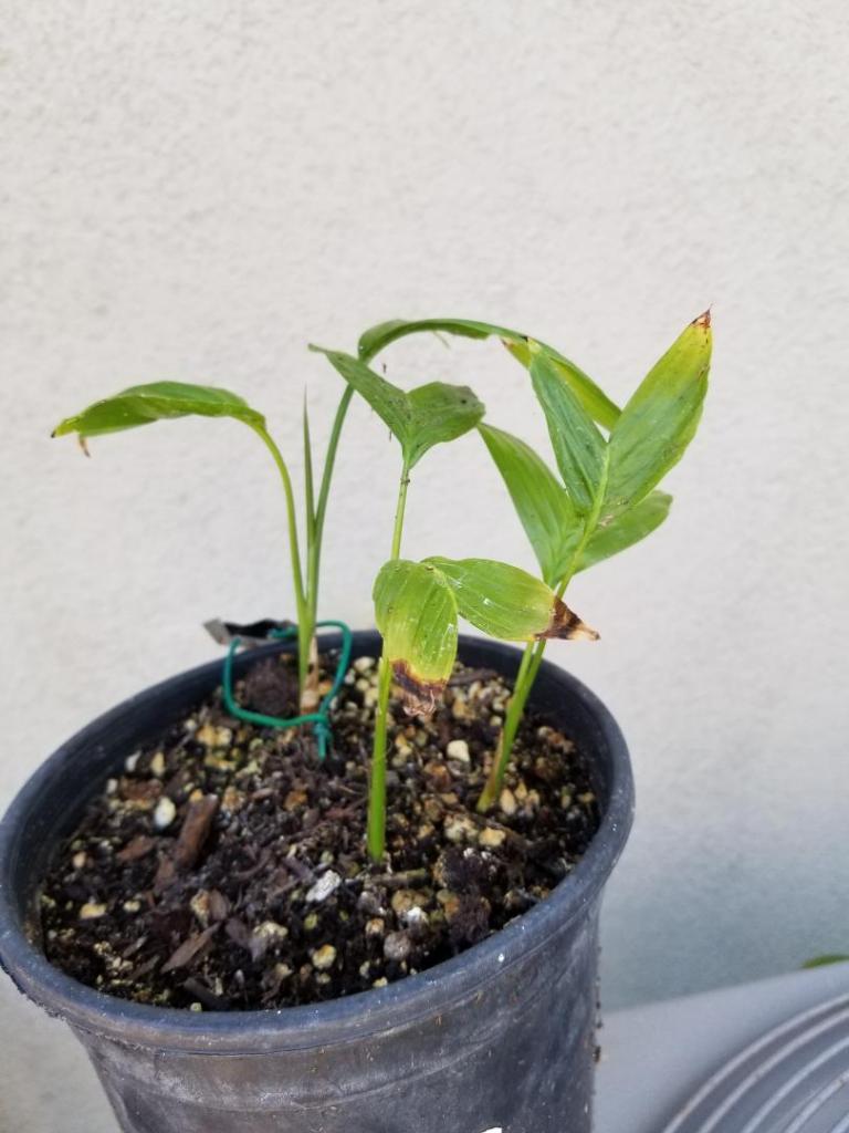 Chamaedorea_tepejilote_seedlings.jpg