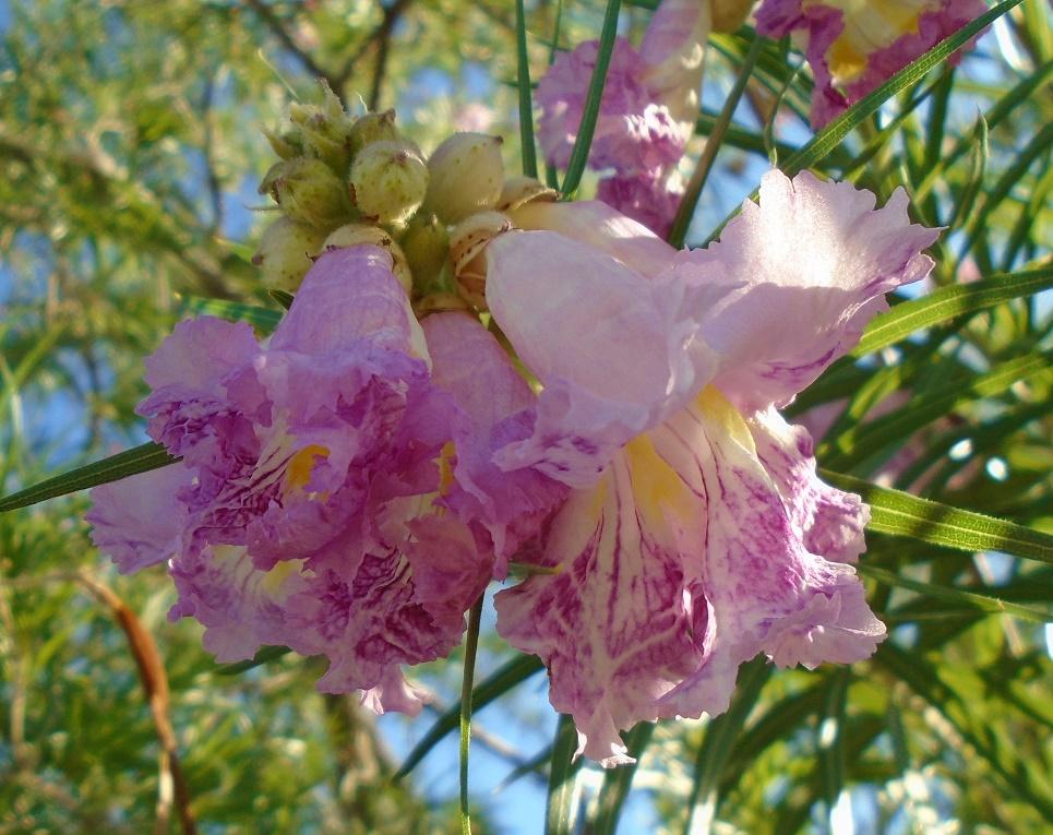 Desert willow from seed - TROPICAL LOOKING PLANTS - Other Than Palms ...