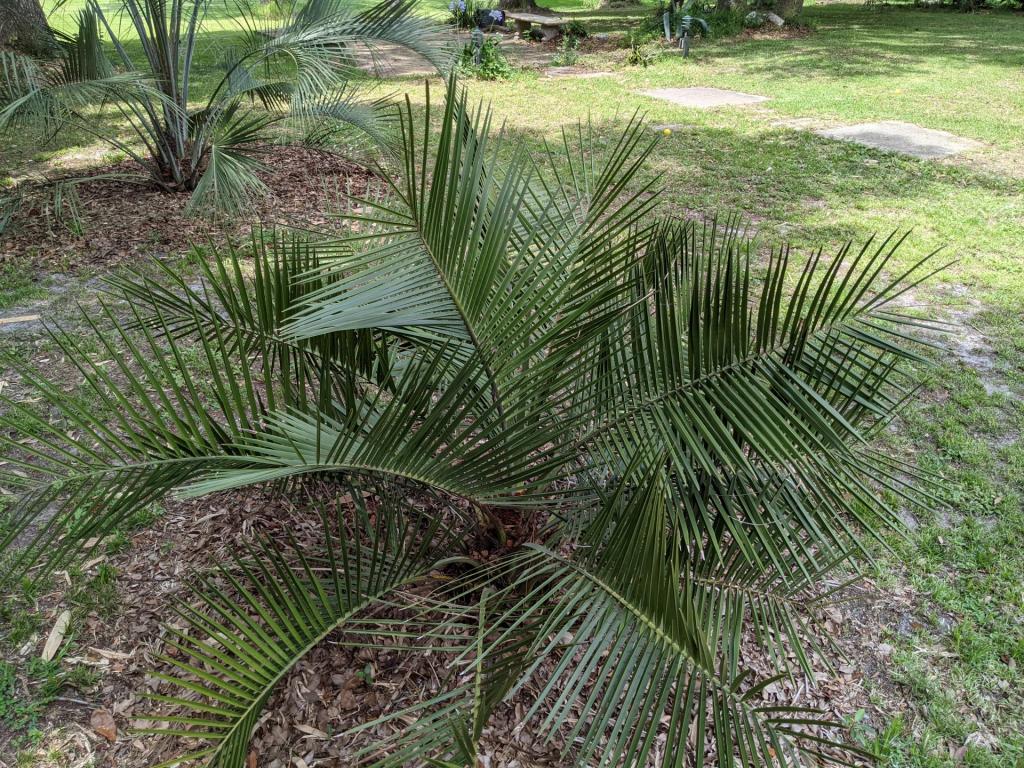 Jubaea chilensis 6/17/21