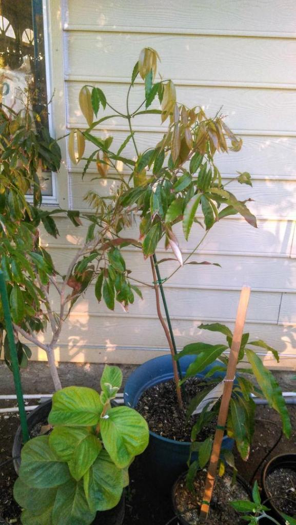 Garcinia humilis (new plant).jpg