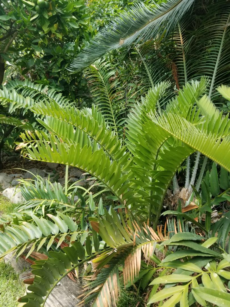 Encephalartos latifrons? - DISCUSSING PALM TREES WORLDWIDE - PalmTalk