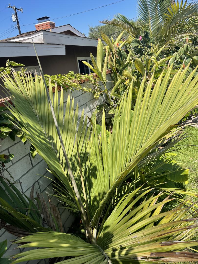 Cyphosperma balansae - DISCUSSING PALM TREES WORLDWIDE - PalmTalk