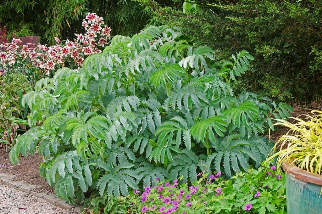 Melianthus small.jpg