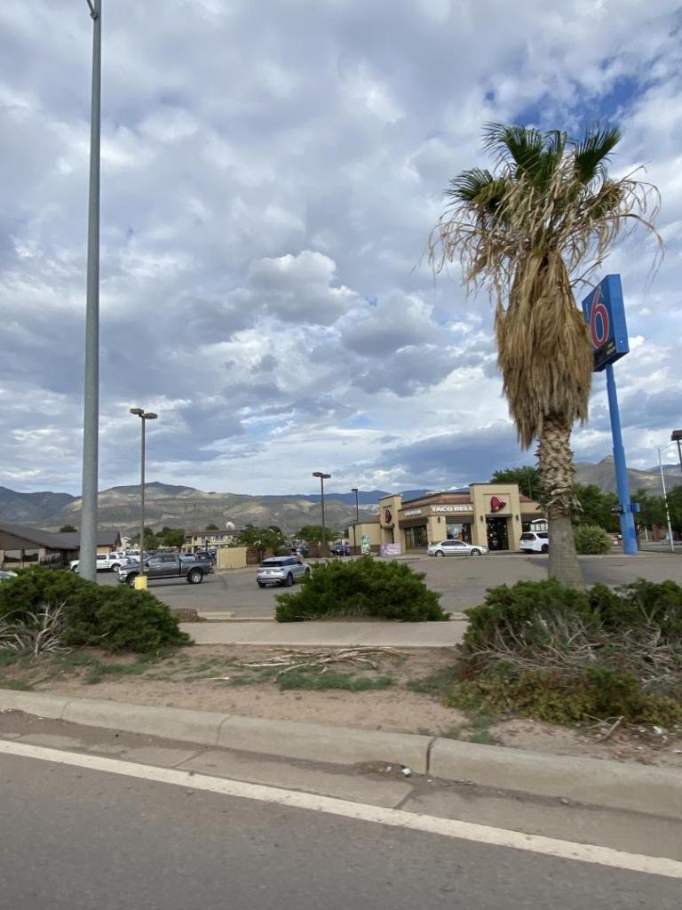 Las Cruces and Alamogordo 8a palm trees - COLD HARDY PALMS - PalmTalk