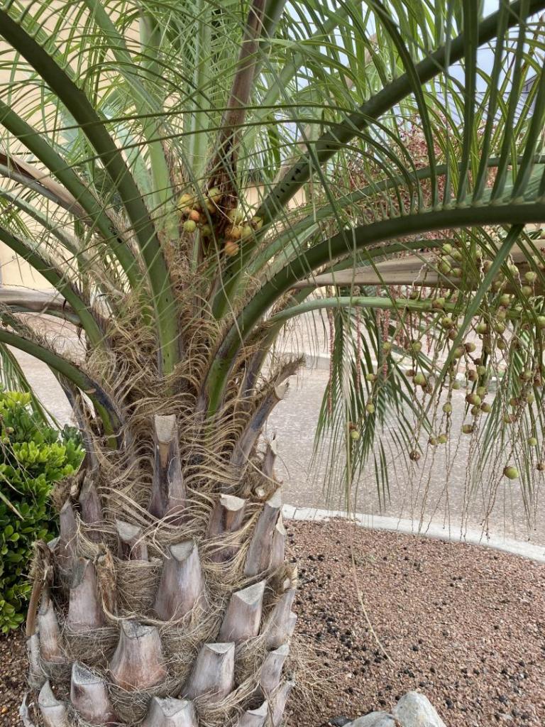 More Alamogordo New Mexico 8a palm tree pics - COLD HARDY PALMS - PalmTalk