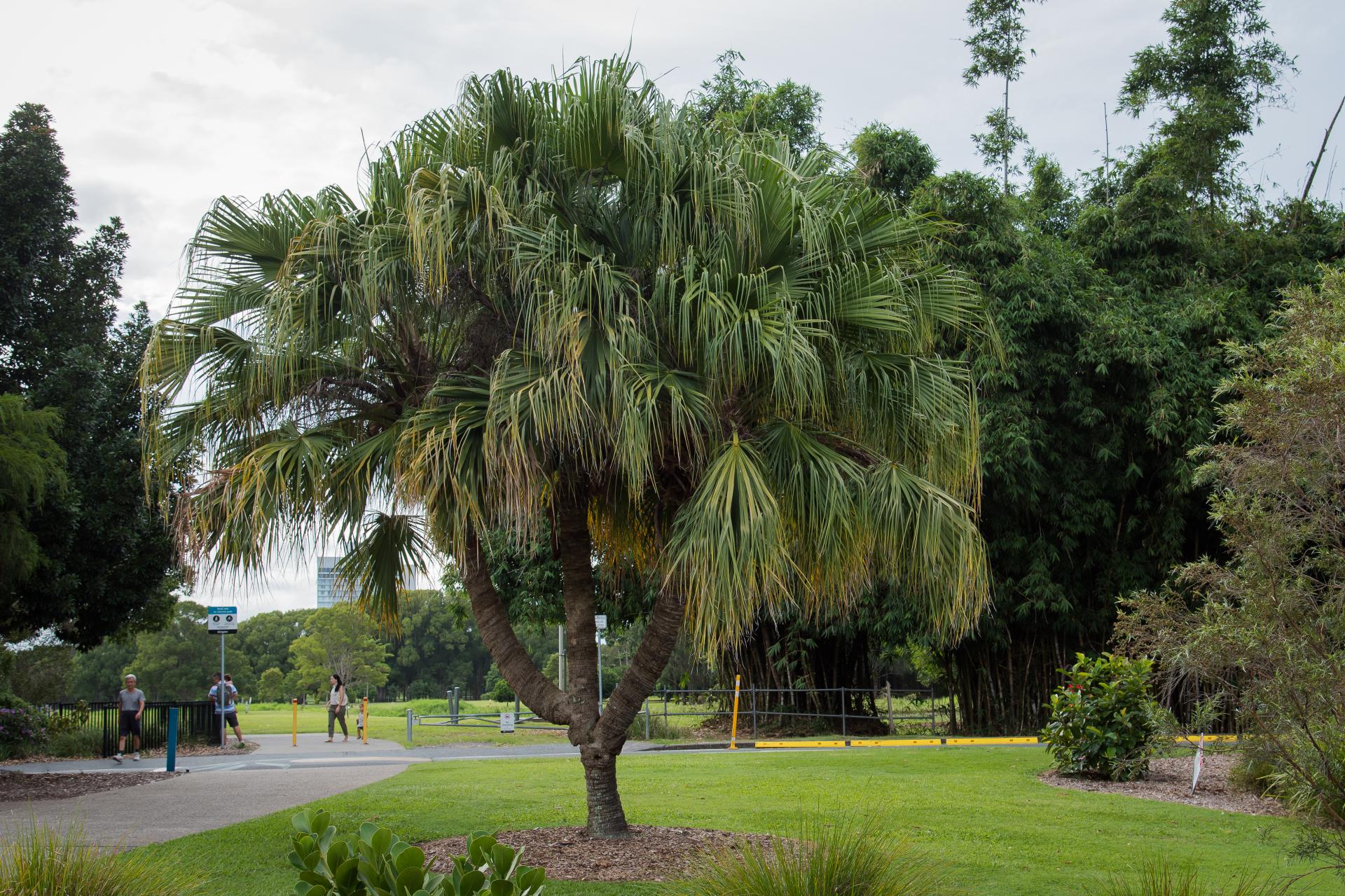 Livistona Trinensis - DISCUSSING PALM TREES WORLDWIDE - PalmTalk