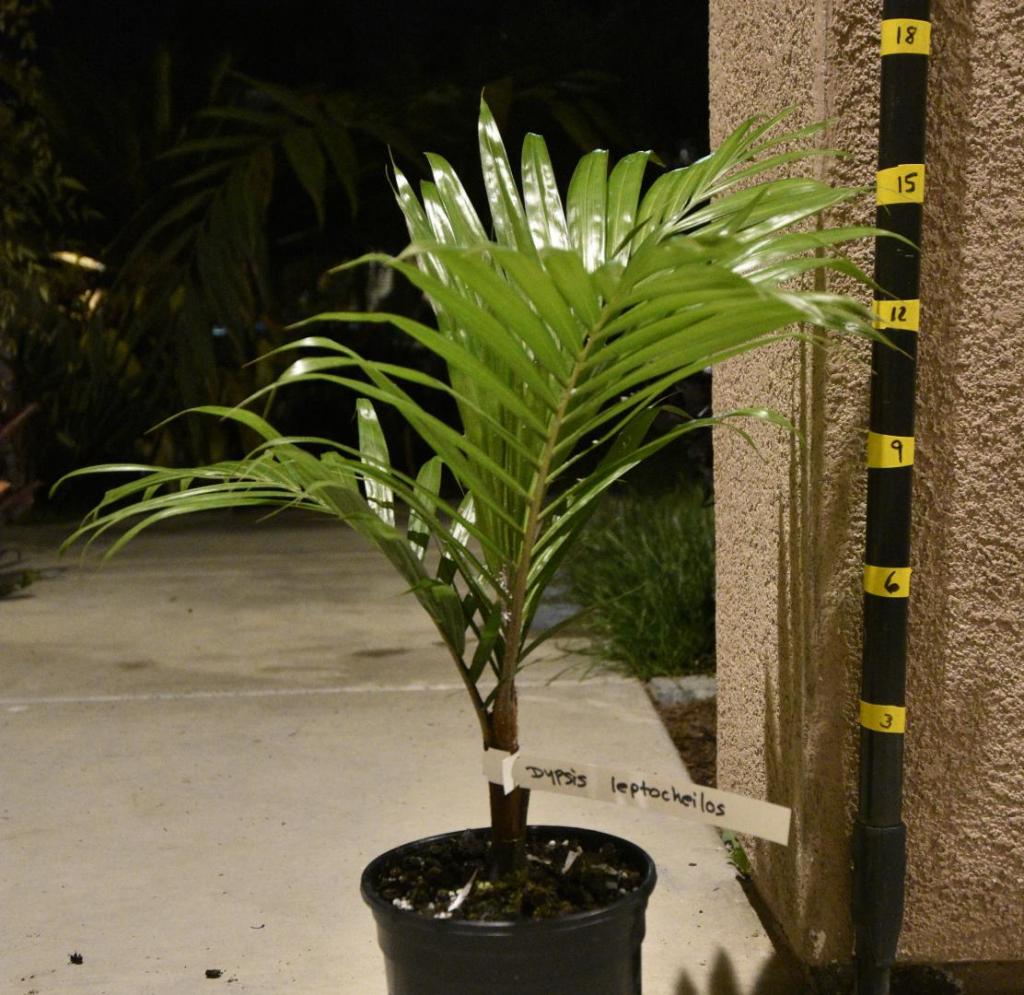 dypsis-leptocheilos.thumb.jpg.86eaa3aebf0302d2b5169ae2fdee25fe.jpg