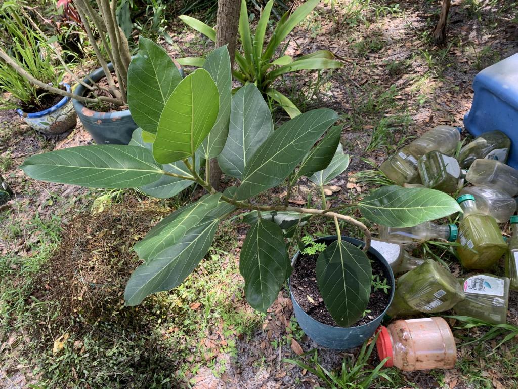 Ficus unknown (1a) 8-6-2021.jpg