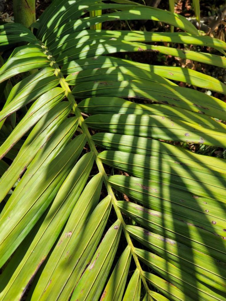 King Palm - curled leaflets vs flat... Why? - DISCUSSING PALM TREES ...