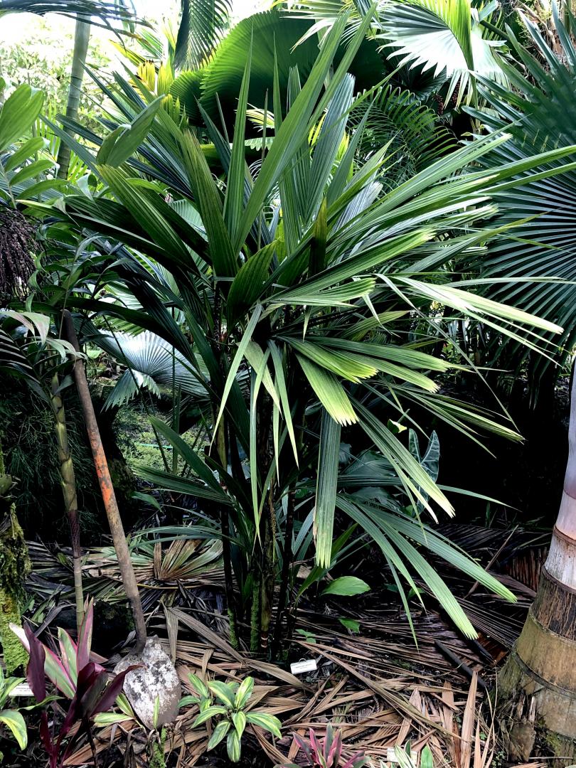 Calyptrocalyx awa - DISCUSSING PALM TREES WORLDWIDE - PalmTalk