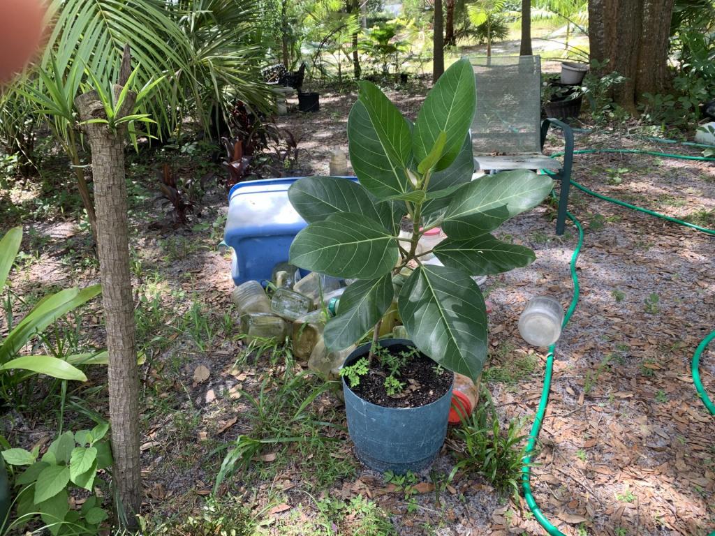 Ficus unknown (1) 8-6-2021.jpg