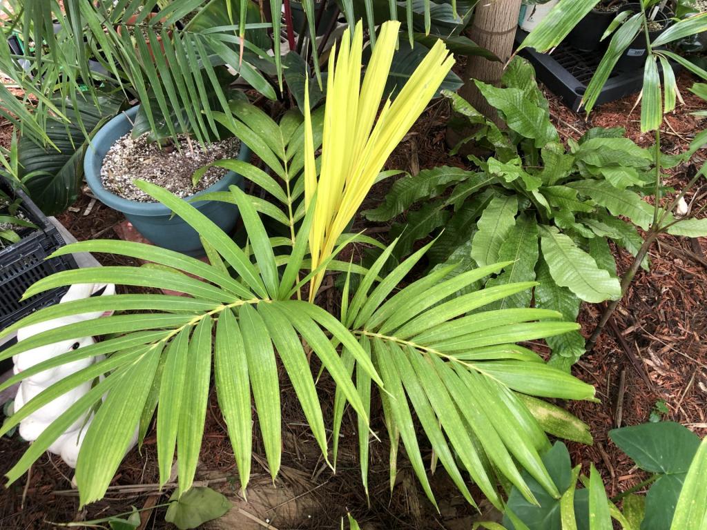 My Golden Adonidia merrilliis & New Yellow Leaves - DISCUSSING PALM ...