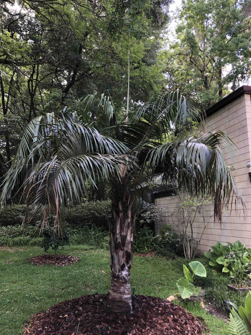 Troubleshooting mule palm issues in Florida - DISCUSSING PALM TREES ...