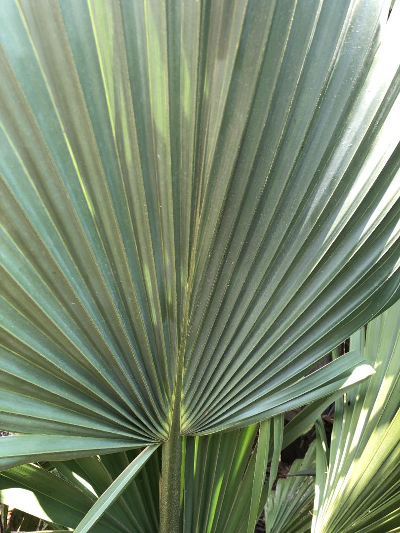 Sabal 'blackburniana' update/growth - COLD HARDY PALMS - PalmTalk