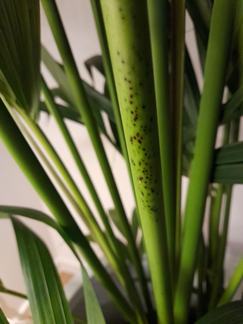 Black spots on kentia - PALMS IN POTS - PalmTalk