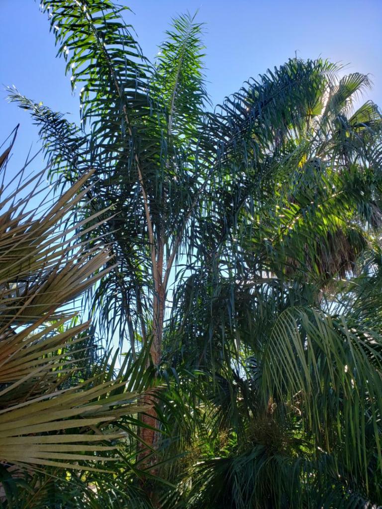 Silver Queen in Myrtle Beach? - COLD HARDY PALMS - PalmTalk