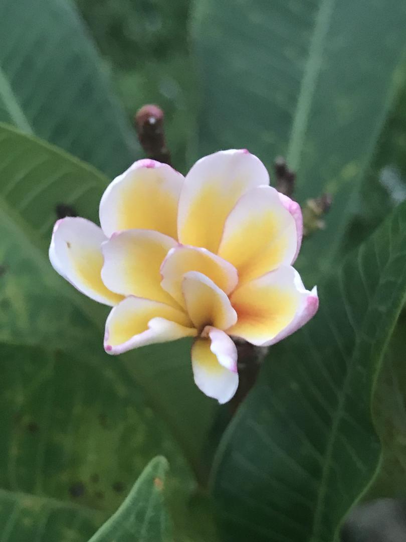 Plumeria Collection