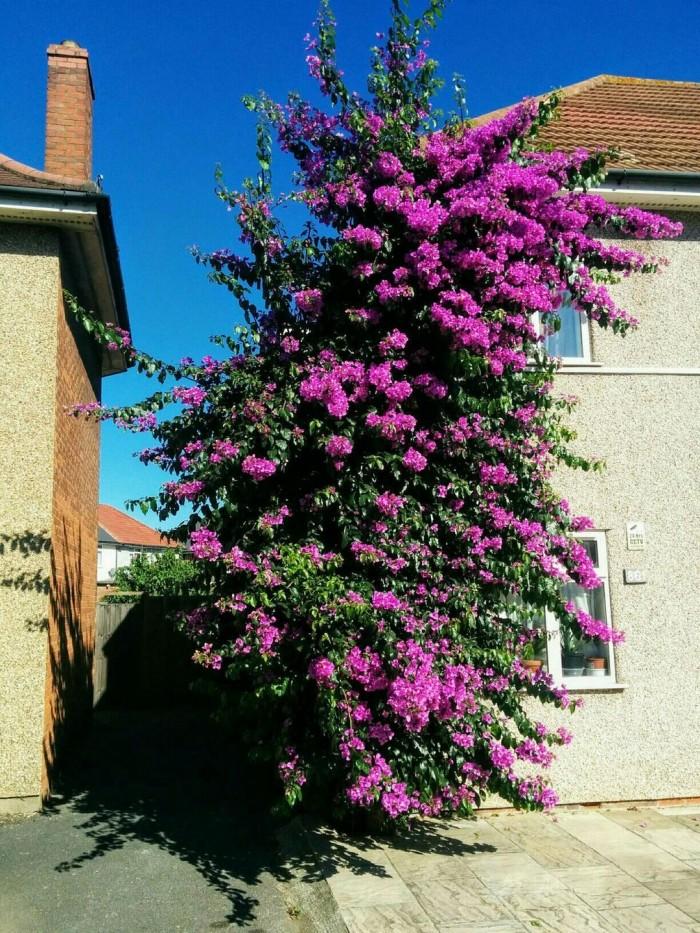 dagenhambougainvillea.jpg.39417edb969ea20f88a0ae7ae51cadf9.jpg