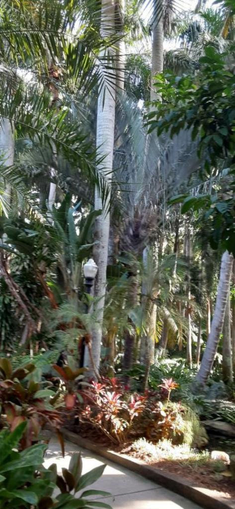 20211023_101504_Dypsis_decaryi.jpg