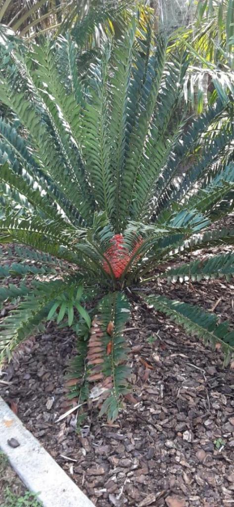 20211023_122413_Cycads.jpg