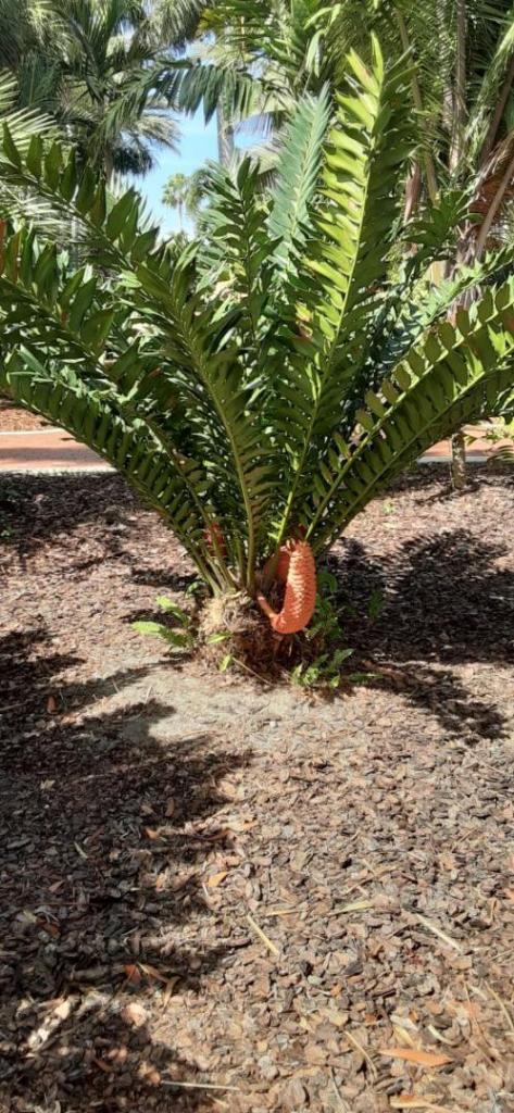 20211023_123815_Cycad.jpg