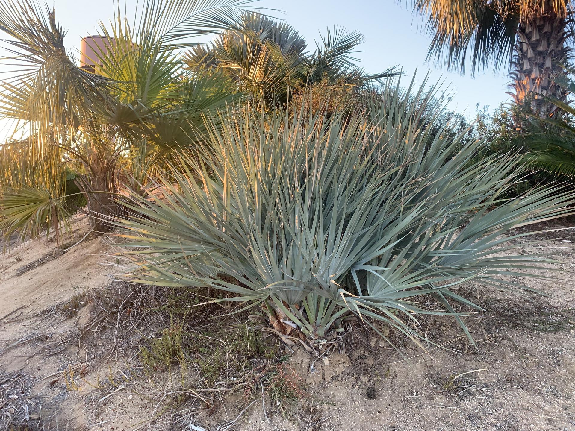 Nannorrhops arabica silver w Volunteer, ID? - DISCUSSING PALM TREES ...