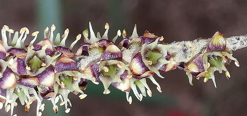 decumbens04.jpg.b54e63462bf2b363db62c6605cf43159.jpg