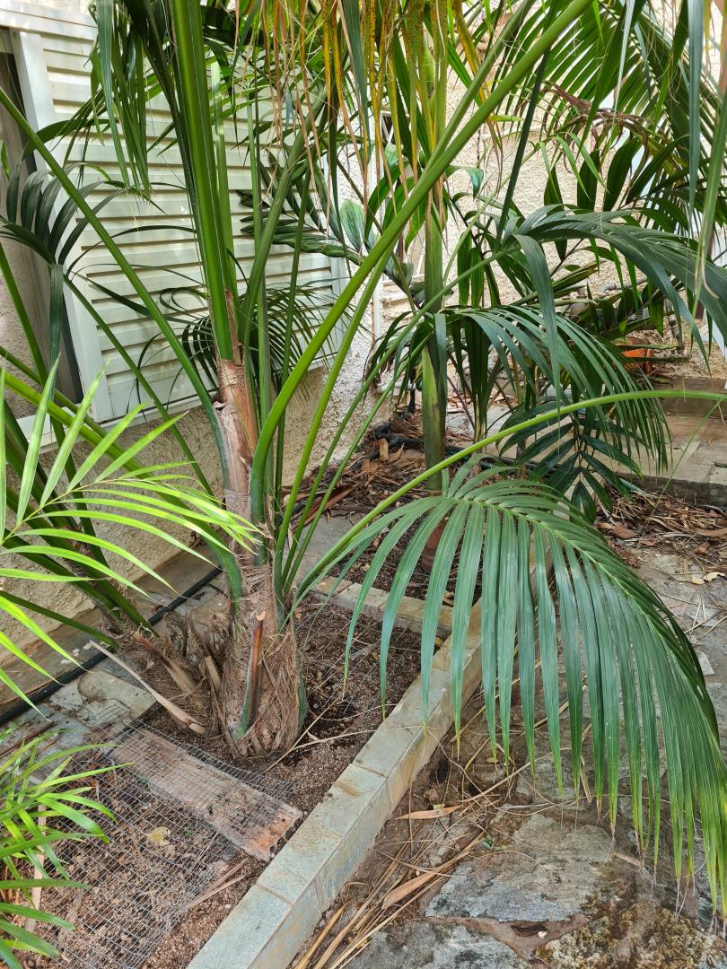 Slanted trunks - DISCUSSING PALM TREES WORLDWIDE - PalmTalk