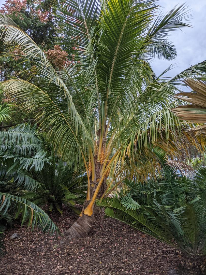 Nawasi x Red Spicata coconut flowering - DISCUSSING PALM TREES ...