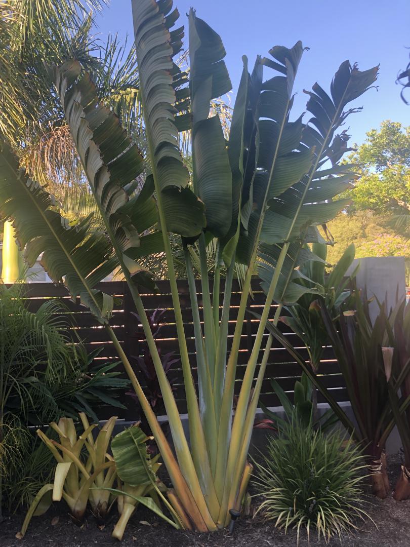 Ravenala Madagascariensis (Travellers Palm) - Uber Nursery