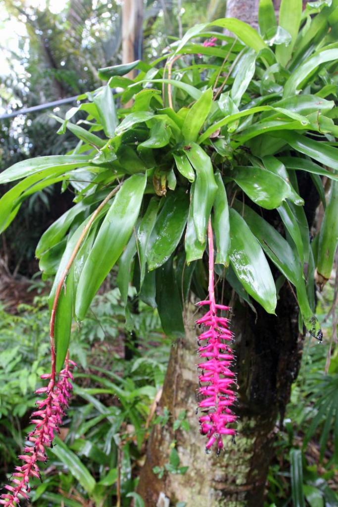 Neoregelia11.jpg