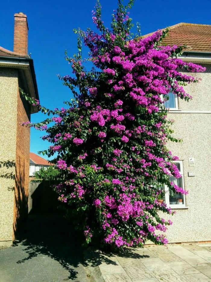 dagenhambougainvillea.jpg.39417edb969ea20f88a0ae7ae51cadf9.jpg.4c73f682491ffc97253f2e470f5ef02f.jpg