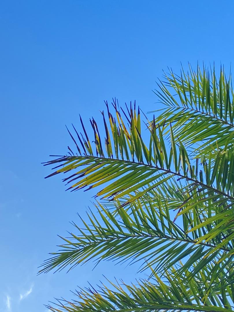 why-are-my-palm-tree-s-fronds-turning-brown-on-the-tips-discussing